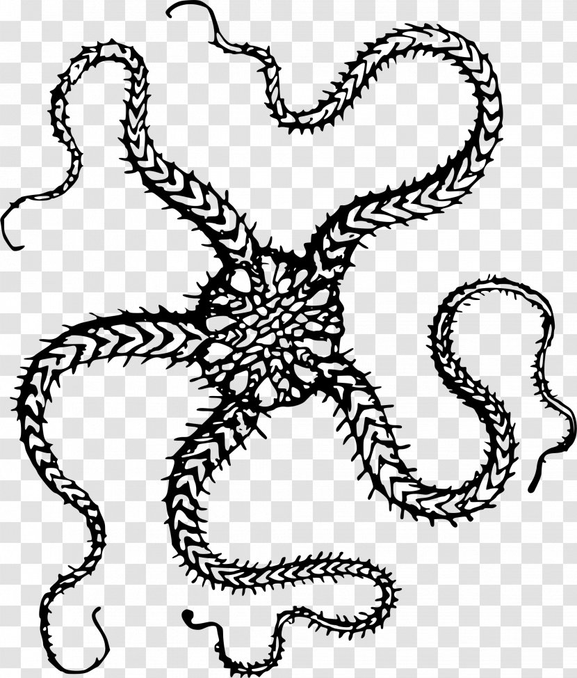 T-shirt Starfish Clip Art - Cephalopod - Sea Star Transparent PNG