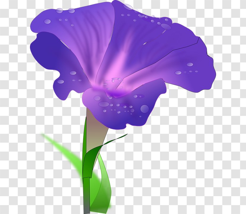 Morning Glory Ipomoea Purpurea Drawing Clip Art - Iris Family Transparent PNG