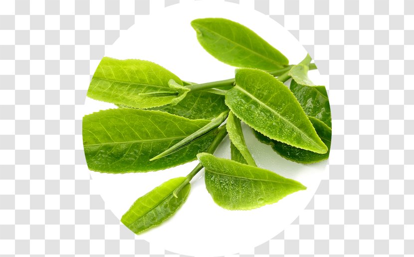 Green Tea Matcha Bubble Plant - Basil Transparent PNG