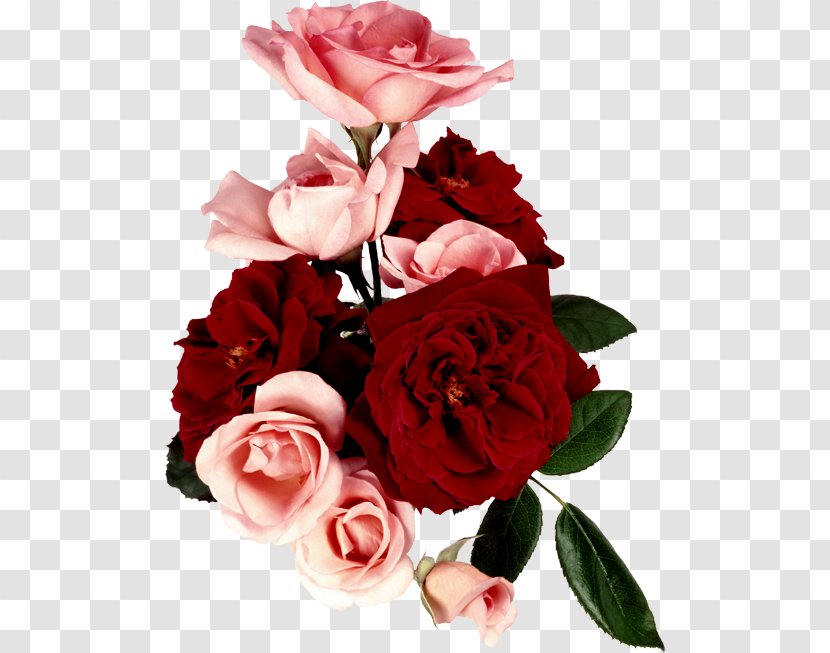 Garden Roses Flower Bouquet Valentine's Day Cabbage Rose Transparent PNG