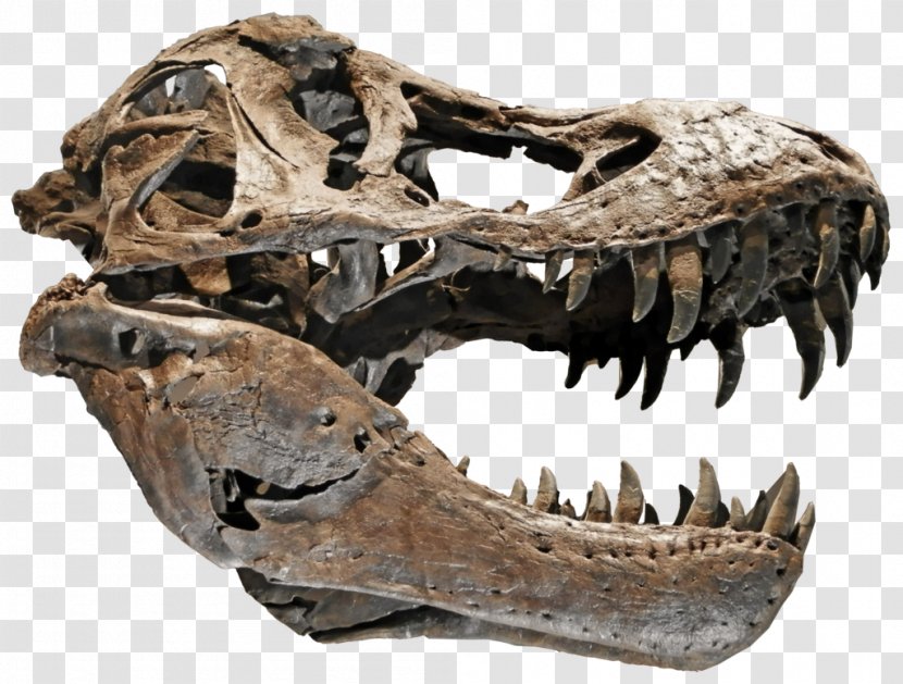 Tyrannosaurus Skull Velociraptor DeviantArt Skeleton - Silhouette Transparent PNG