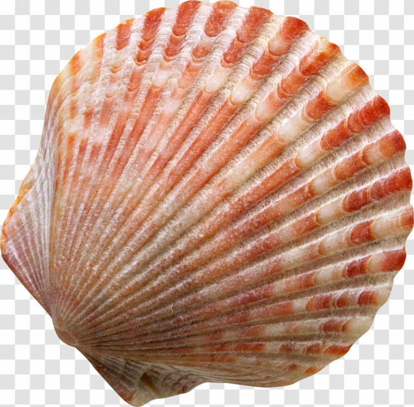 Seashell Symbol Spotify Clip Art - Mollusc Shell Transparent PNG