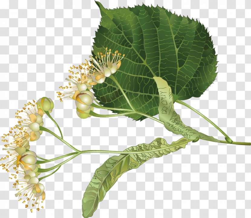 Herbal Health Care - Organism - Floral Decoration Transparent PNG