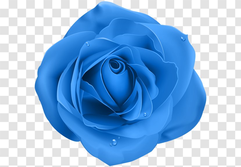 Rose Purple Desktop Wallpaper Clip Art - Rosa Centifolia - Blue Transparent PNG