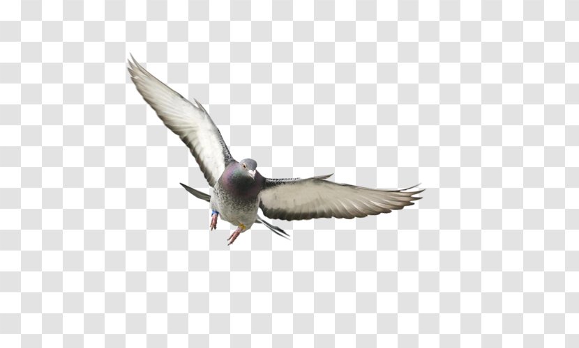 Domestic Pigeon Bird Columbidae Flight Squab - Water Transparent PNG