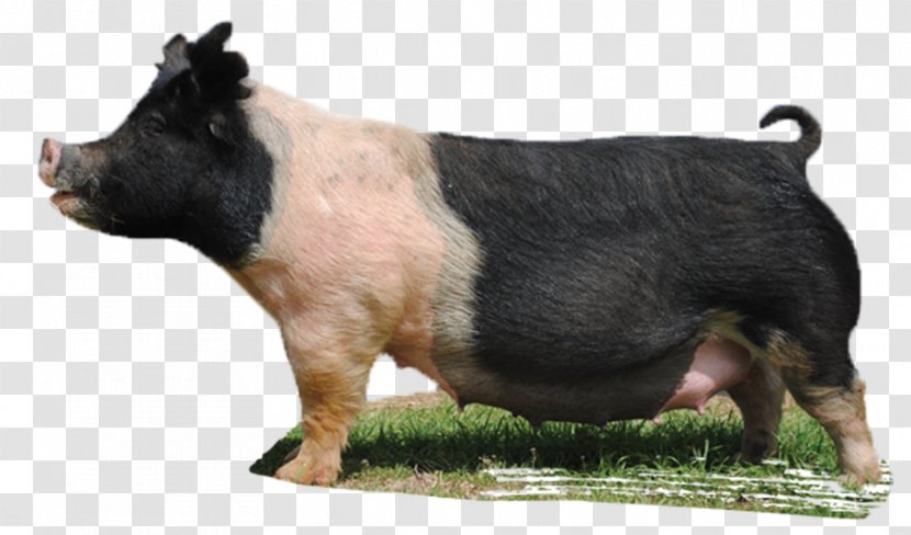 Domestic Pig Mauck Show Hogs Snout Livestock - Boar Transparent PNG