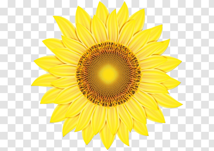 Sunflower Transparent PNG