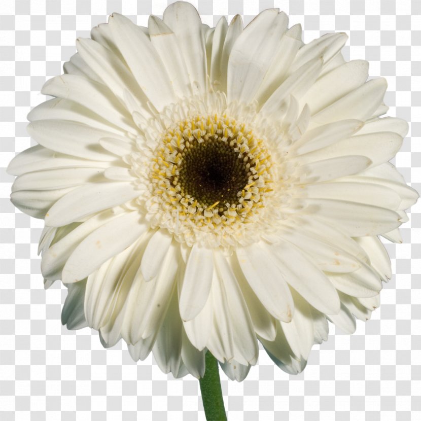 Oxeye Daisy Family Chrysanthemum Common Argyranthemum Frutescens - White - Gerbera Transparent PNG