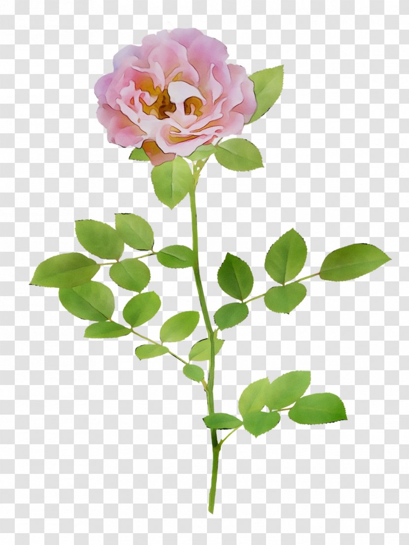 Garden Roses Cabbage Rose Cut Flowers Bud Floral Design - Floribunda - Order Transparent PNG