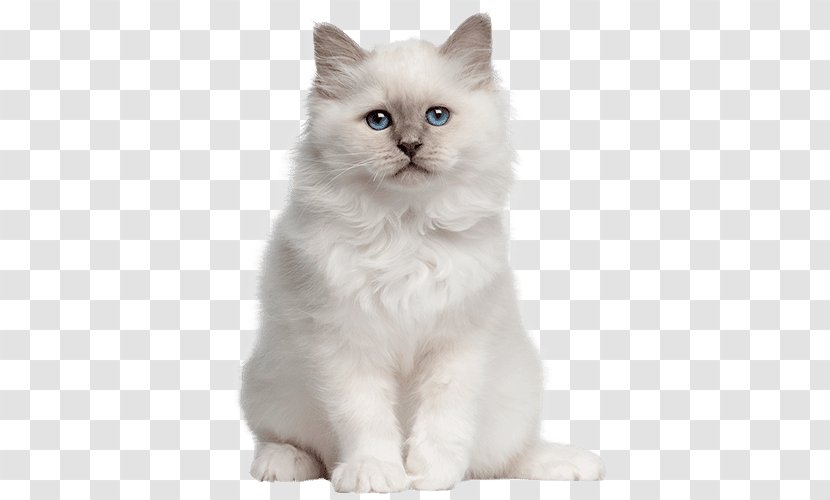 Birman British Shorthair American Kitten Tonkinese Cat - Pet Transparent PNG