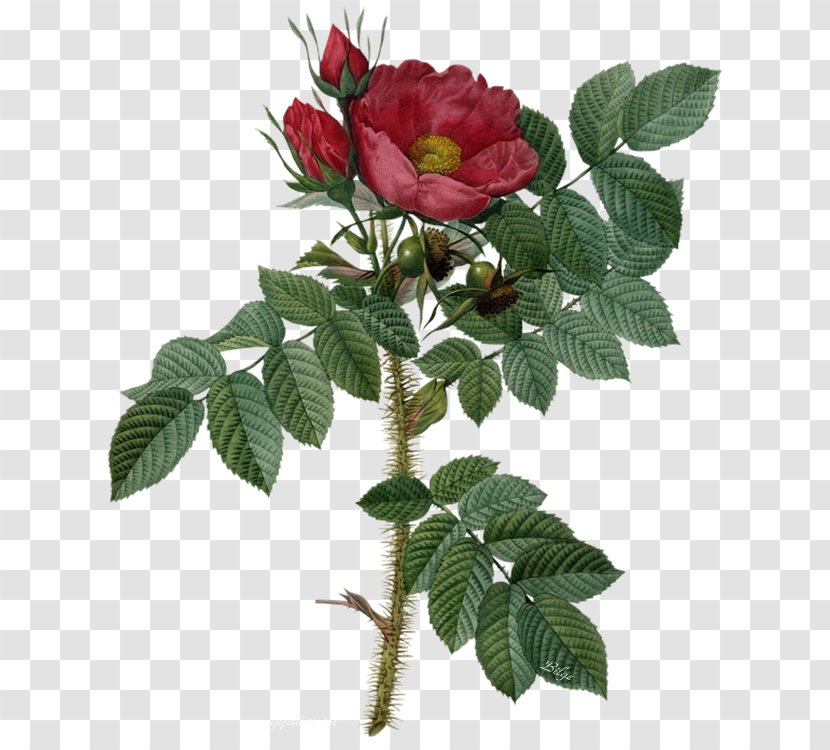 Garden Roses Botanical Illustration Flower - Plant - Rose Transparent PNG