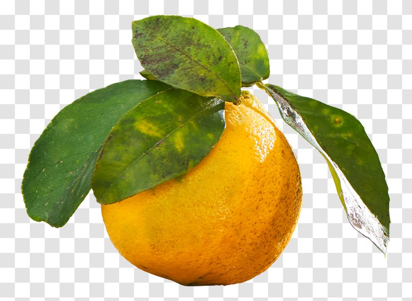 Clementine Mandarin Orange Lemon Rangpur Lime - Winter Squash Transparent PNG
