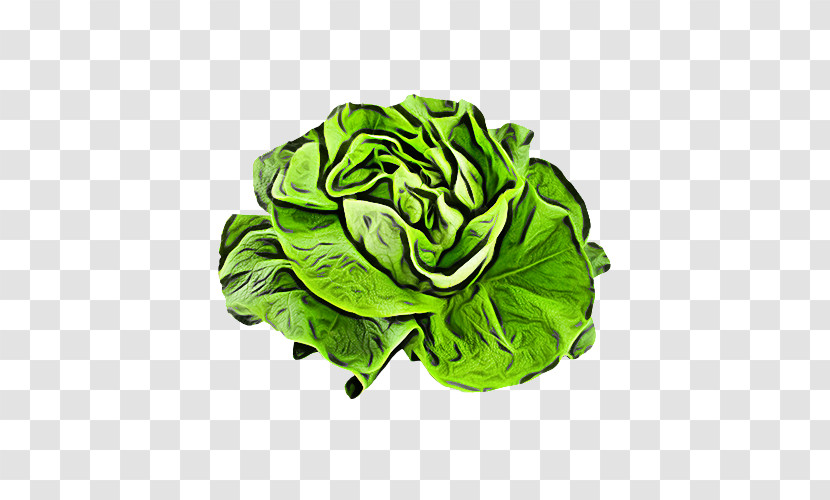 Green Leaf Cabbage Leaf Vegetable Lettuce Transparent PNG