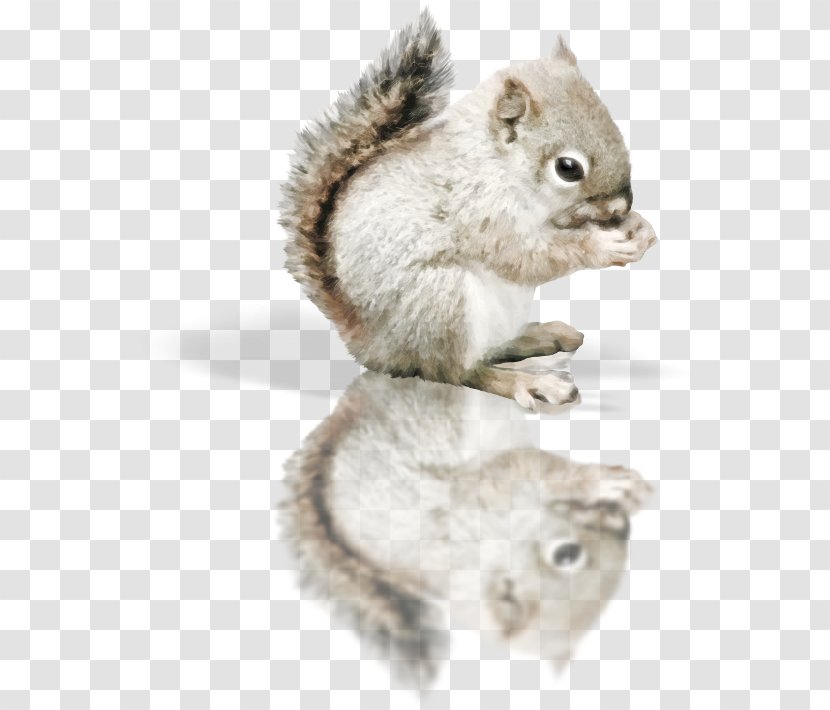 Red Squirrel Tree - Rodent Transparent PNG