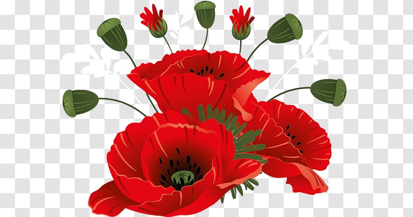 Flower Clip Art - Poppy Family Transparent PNG