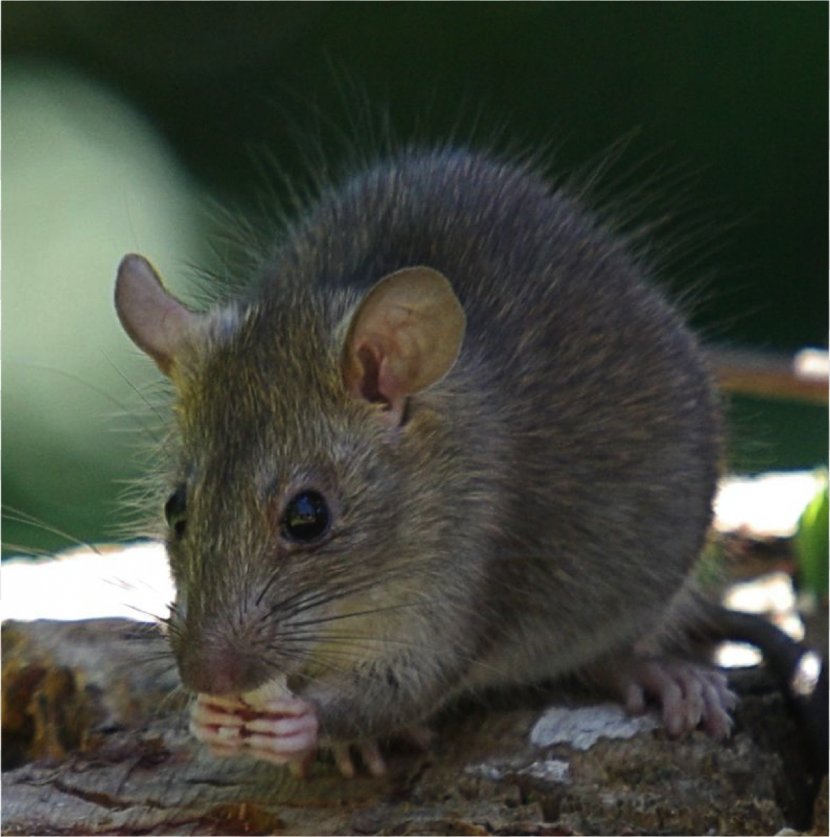 Brown Rat Mouse Black Rodent Introduced Species - Dormouse - & Transparent PNG