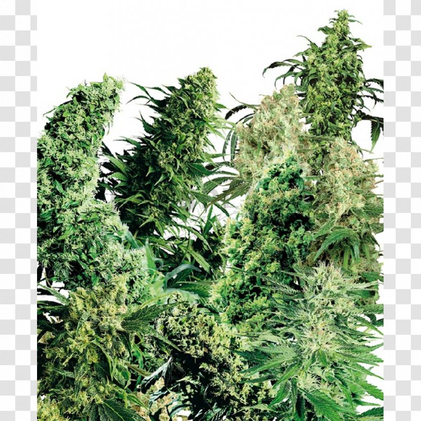 Marijuana Skunk Sensi Seeds Cannabis Sativa Haze - Plant Transparent PNG