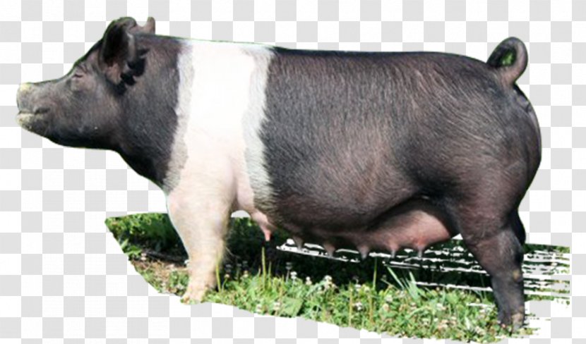 Domestic Pig Livestock Snout Animal - Mammal - Boar Transparent PNG
