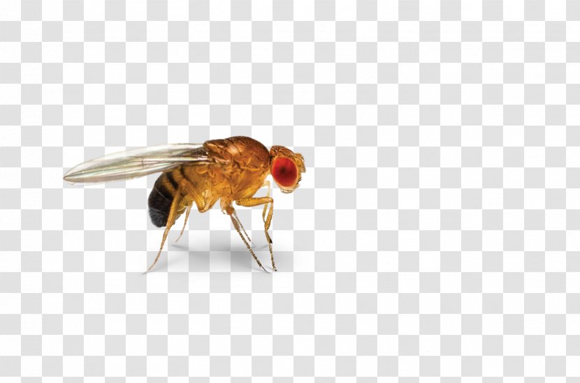 Insect Cockroach Common Fruit Fly Flies Pest - Speak Transparent PNG