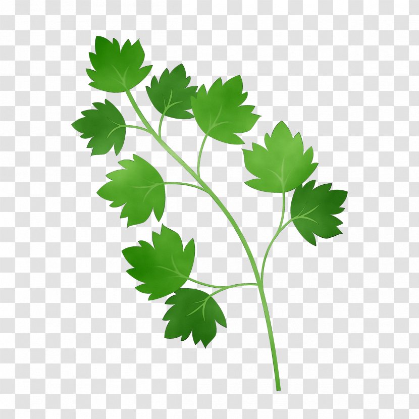 Parsley Coriander M / 0d Common Grape Vine Leaves - Plants - Branching Transparent PNG