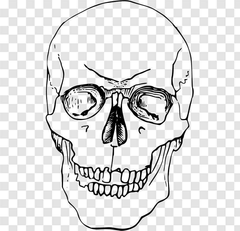 Nose Skeleton Bone Head Clip Art - Image File Formats Transparent PNG
