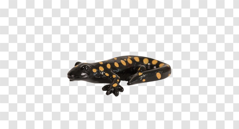 California Tiger Salamander Newt Western Transparent PNG
