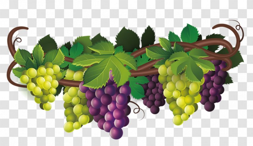 Common Grape Vine Wine Desktop Wallpaper Clip Art - Raisin Transparent PNG