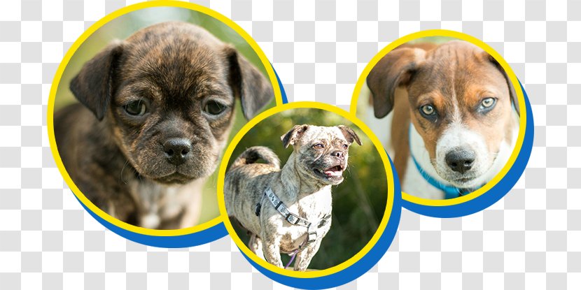 Dog Breed Puppy Cat Animal Shelter - Pet Adoption Transparent PNG