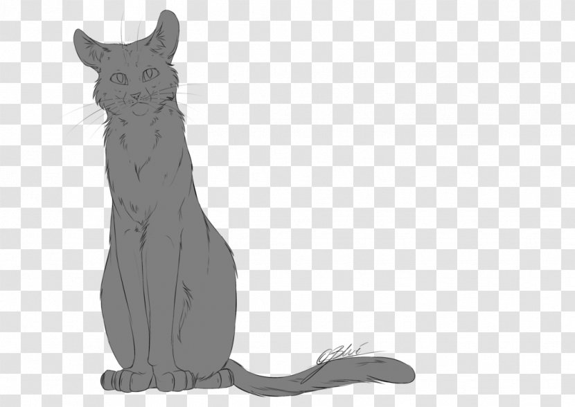 Cat Whiskers Line Art Drawing - Fauna Transparent PNG