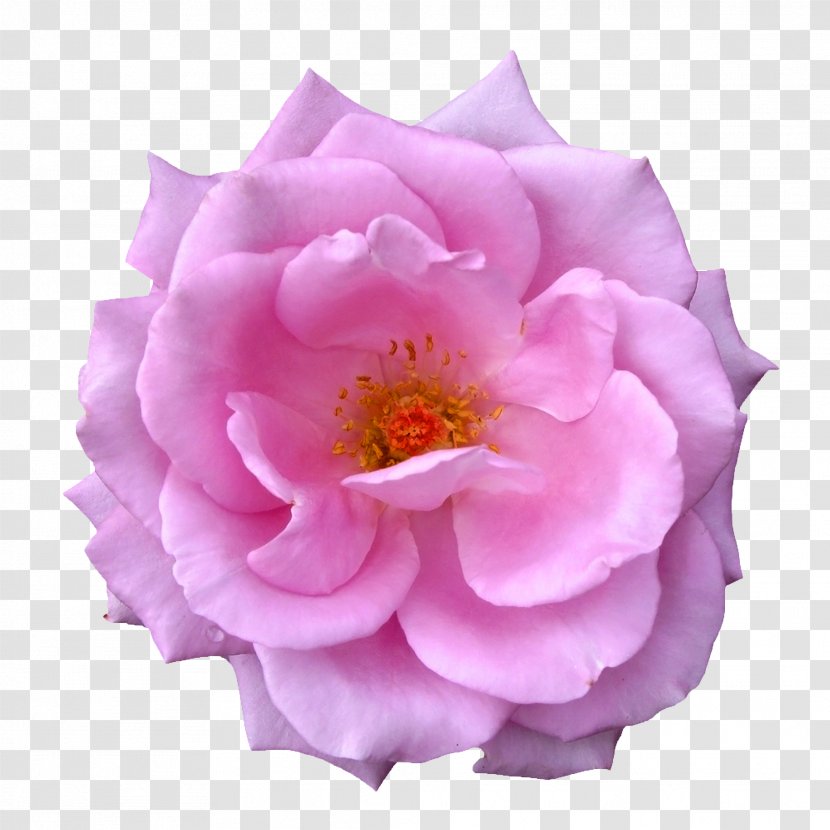 Garden Roses Centifolia Flower Purple - Flowering Plant - Creative Bouquet Of Flowers Image,Purple Beautiful Transparent PNG