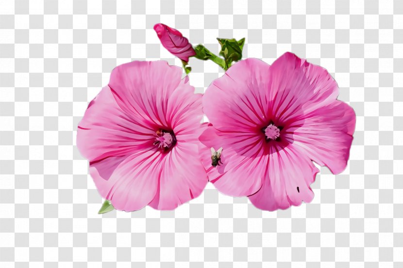 Flower Petal Pink Plant Flowering - Geraniales Geraniaceae Transparent PNG