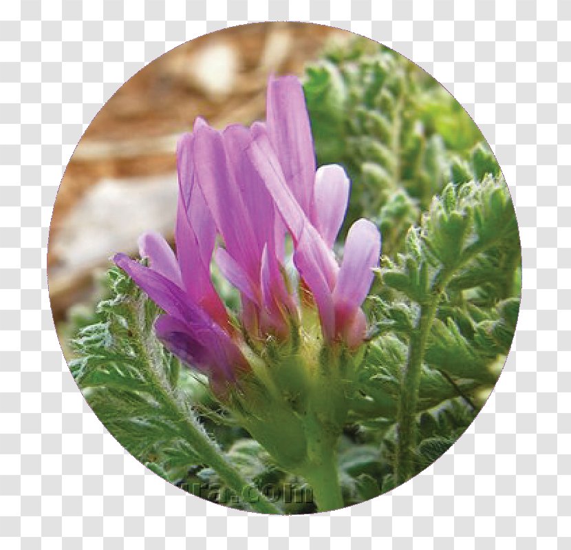Wildflower Flowering Plant - Purple - Corean Transparent PNG