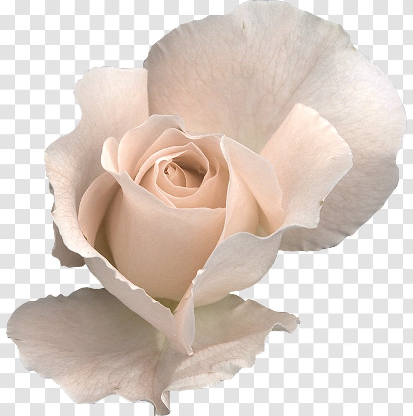 Rose Flower Clip Art - Floribunda Transparent PNG