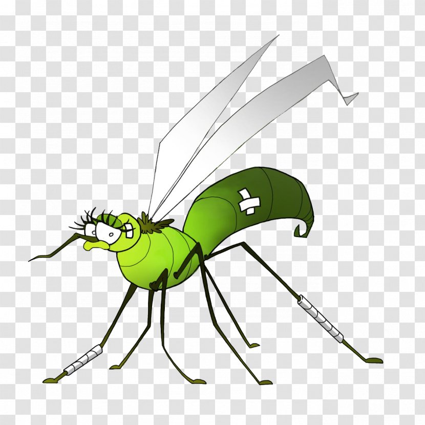 Insect Mosquito Dengue West Nile Fever Virus - Invertebrate Transparent PNG