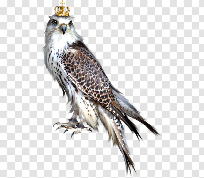 Bird Of Prey Owl Blog Eagle - Painting Transparent PNG
