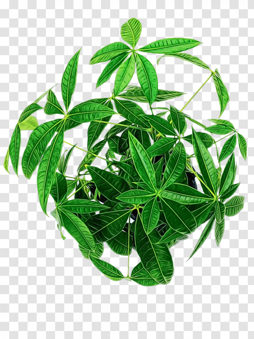 Jiaogulan Leaf Houseplant Herbal Medicine Hay Flowerpot With Saucer Transparent PNG