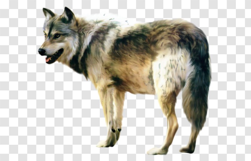 Wolfdog Desktop Wallpaper Image - Utonagan - African Wild Dog Transparent PNG