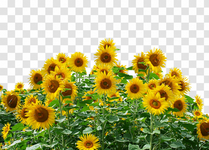 Common Sunflower Sunflower Seed Sunflower Oil Seed Daisy Family Transparent PNG