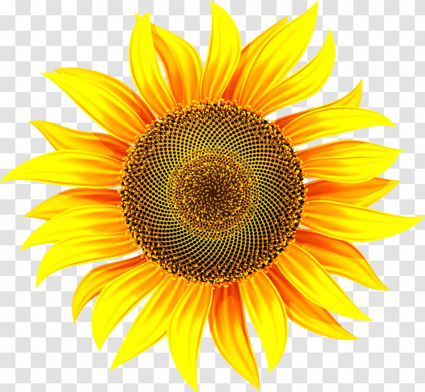 Common Sunflower Stock Illustration - Royaltyfree - Chrysanthemum Transparent PNG