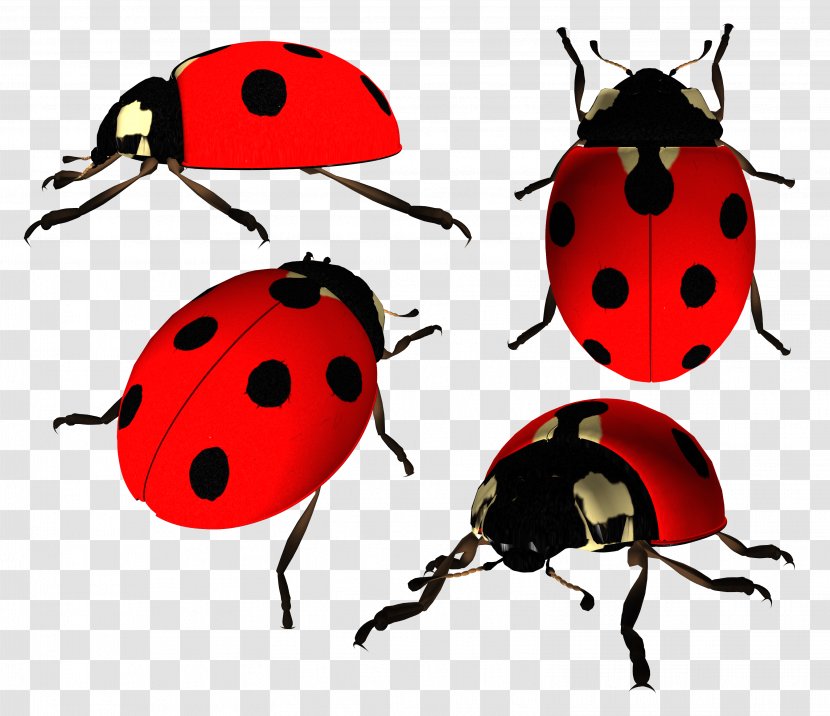 Ladybird Beetle Clip Art - Display Resolution - Ladybug Image Transparent PNG