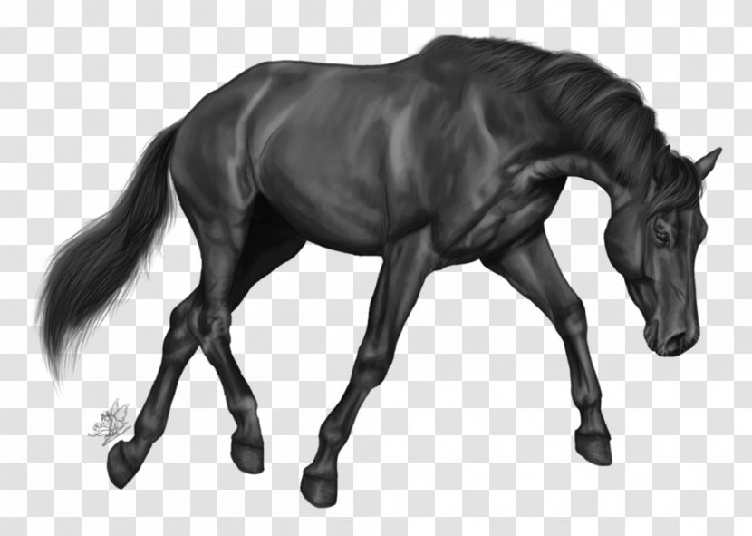 Grayscale Arabian Horse - Colt Transparent PNG