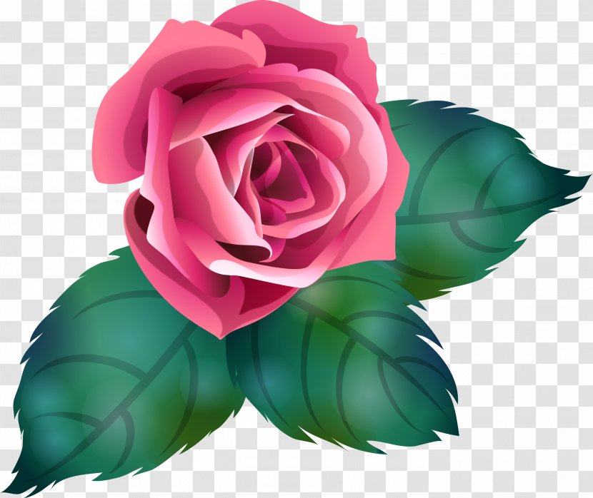 Makhachkala Garden Roses Spa Flower Kizlyar - Rose Family - Petals Transparent PNG
