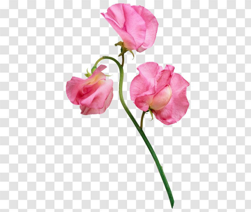 Flower Software Photography - Artificial - Pink Flowers Transparent PNG