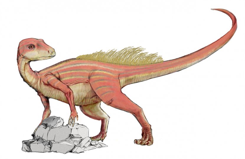Abrictosaurus Heterodontosaurus Sinemurian Dinosaur Early Jurassic Transparent PNG