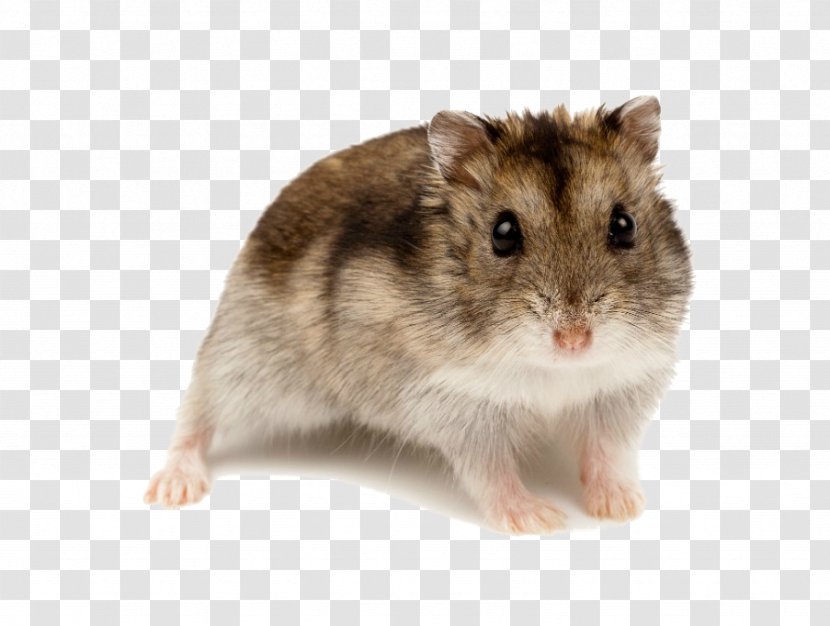 hamster transparent