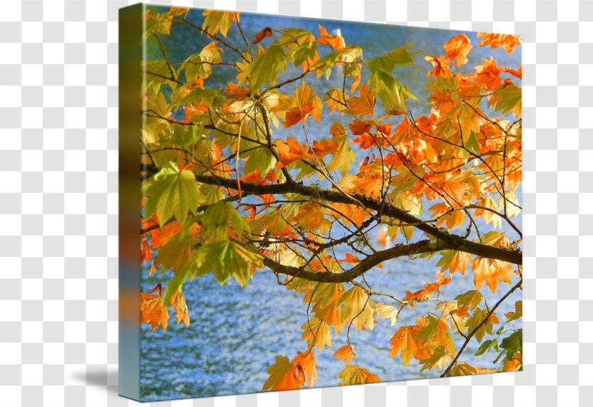 Maple Autumn Painting Gallery Wrap Canvas - Deciduous Transparent PNG