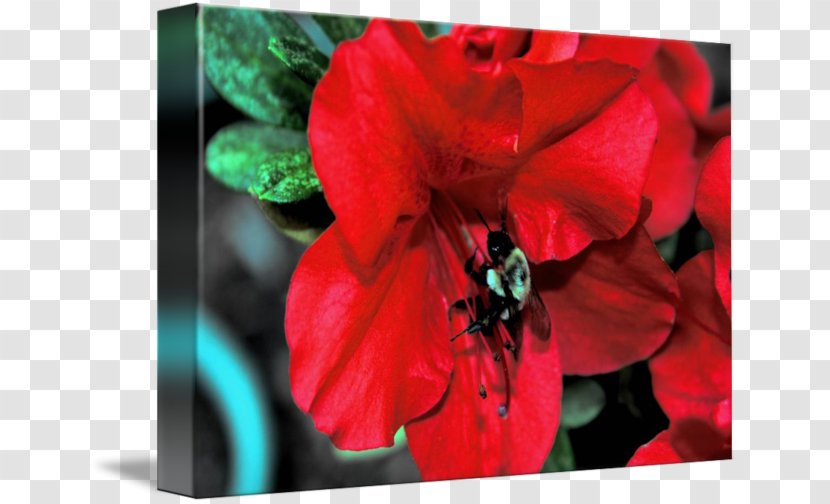 Jersey Lily Belladonna The Poppy Family Amaryllis - Pollinator - Flower Bee Transparent PNG