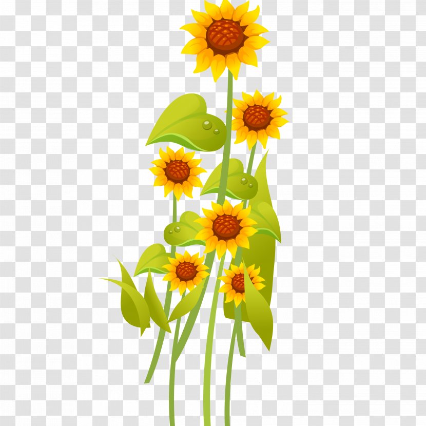 Common Sunflower Cartoon Drawing - Flowering Plant Transparent PNG