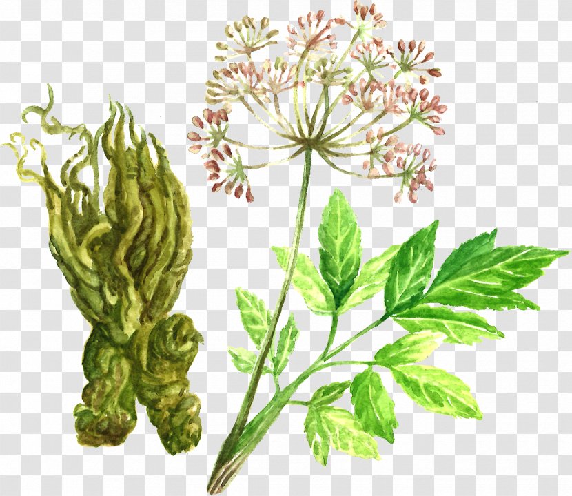 Norwegian Angelica Herb Fennel Wild Flowering Plant - Stem - Archangelica Transparent PNG