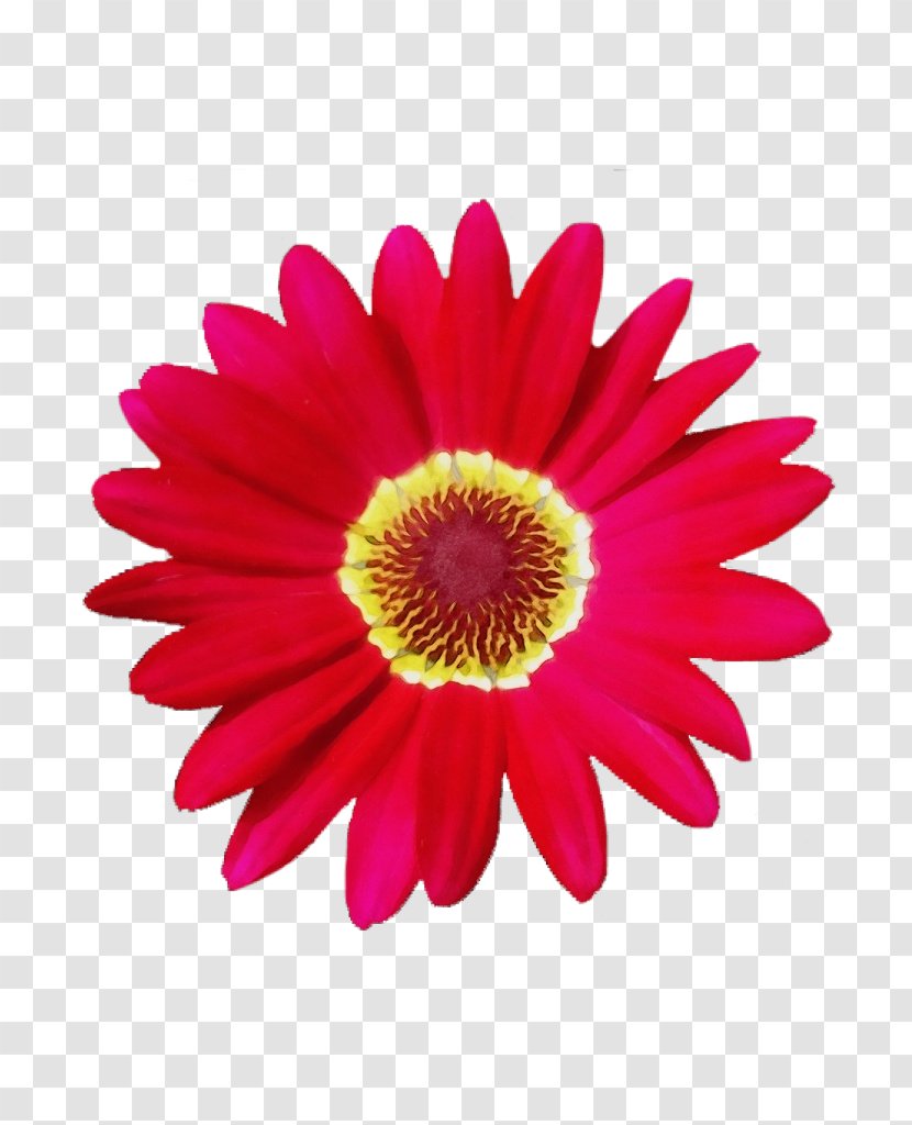 Watercolor Pink Flowers - Barberton Daisy - Perennial Plant Chrysanths Transparent PNG